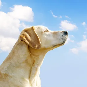 犬の画像