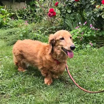 8歳以上の犬・猫がお申込み可能