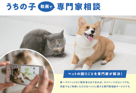 うちの子 動画で専門家診断