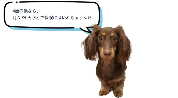 エイチ・エス社員、川端さまの愛犬ダックス