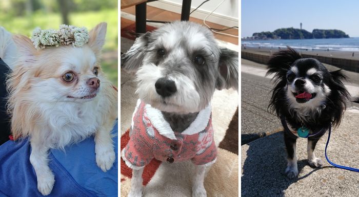 ペット保険担当社員さんの愛犬たち